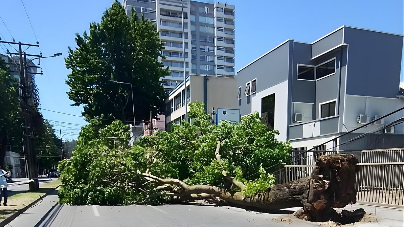 Árbol de gran tamaño se desploma en concurrida avenida de Concepción