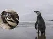 Inician campaña para que pingüino de Humboldt sea declarado monumento natural