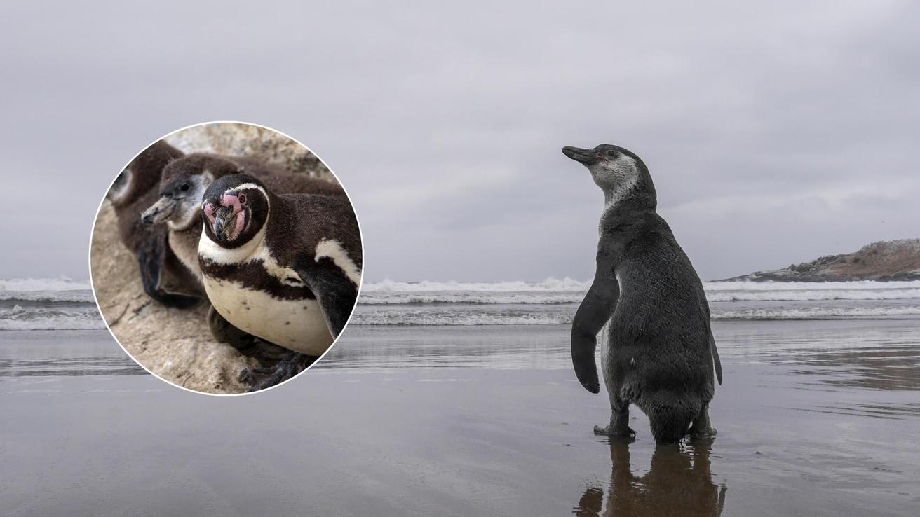 Inician campaña para que pingüino de Humboldt sea declarado monumento natural