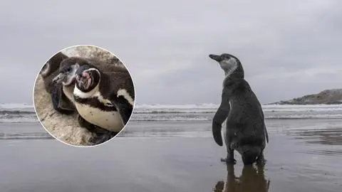 Inician campaña para que pingüino de Humboldt sea declarado monumento natural