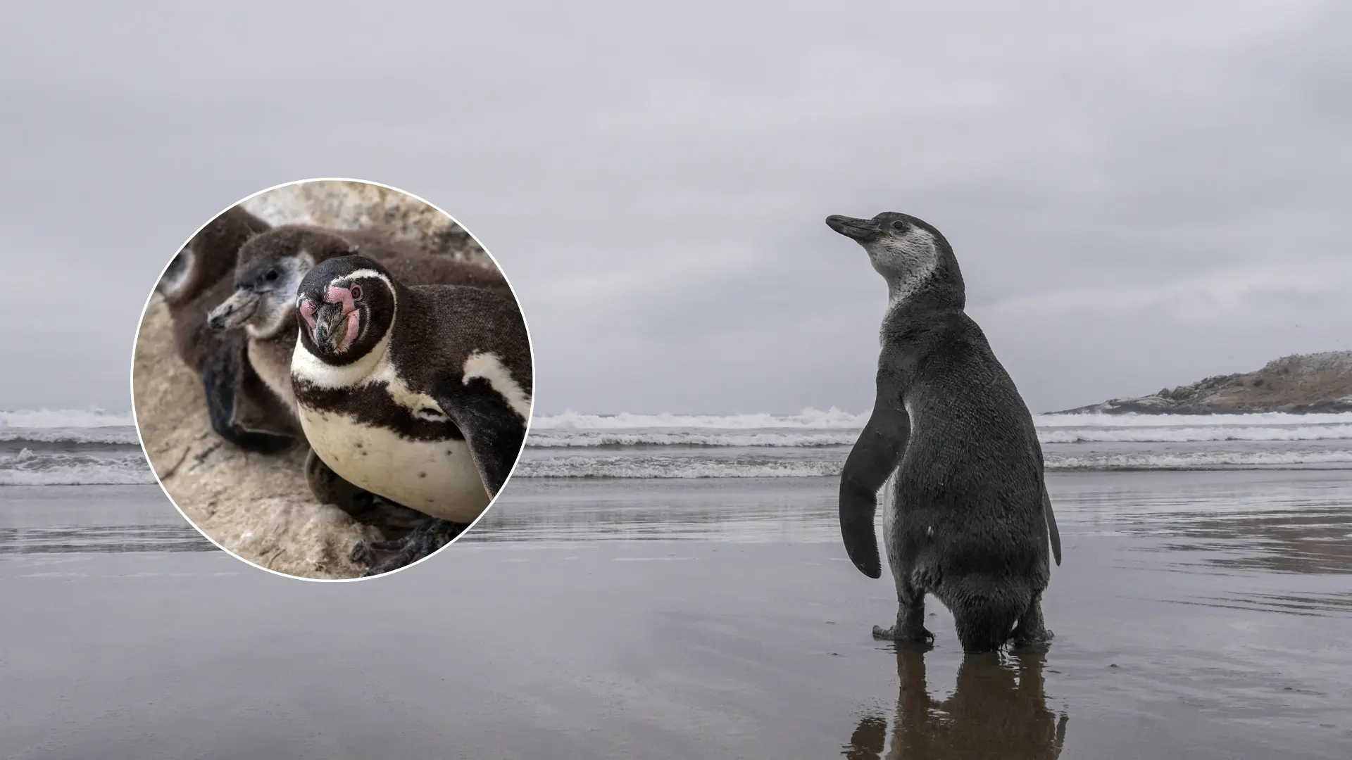 Inician campaña para que pingüino de Humboldt sea declarado monumento natural