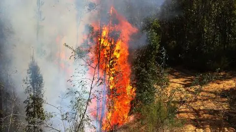 Senapred llama a evacuar dos sectores de Tirúa por incendio forestal: existe amenaza a viviendas