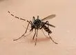 Investigan posible presencia del mosquito transmisor del dengue en el Aeropuerto de Santiago