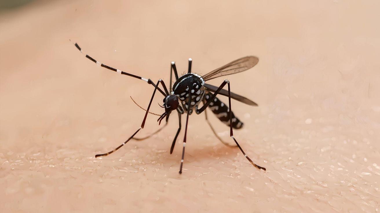 Investigan posible presencia del mosquito transmisor del dengue en el Aeropuerto de Santiago