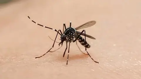 Investigan posible presencia del mosquito transmisor del dengue en el Aeropuerto de Santiago