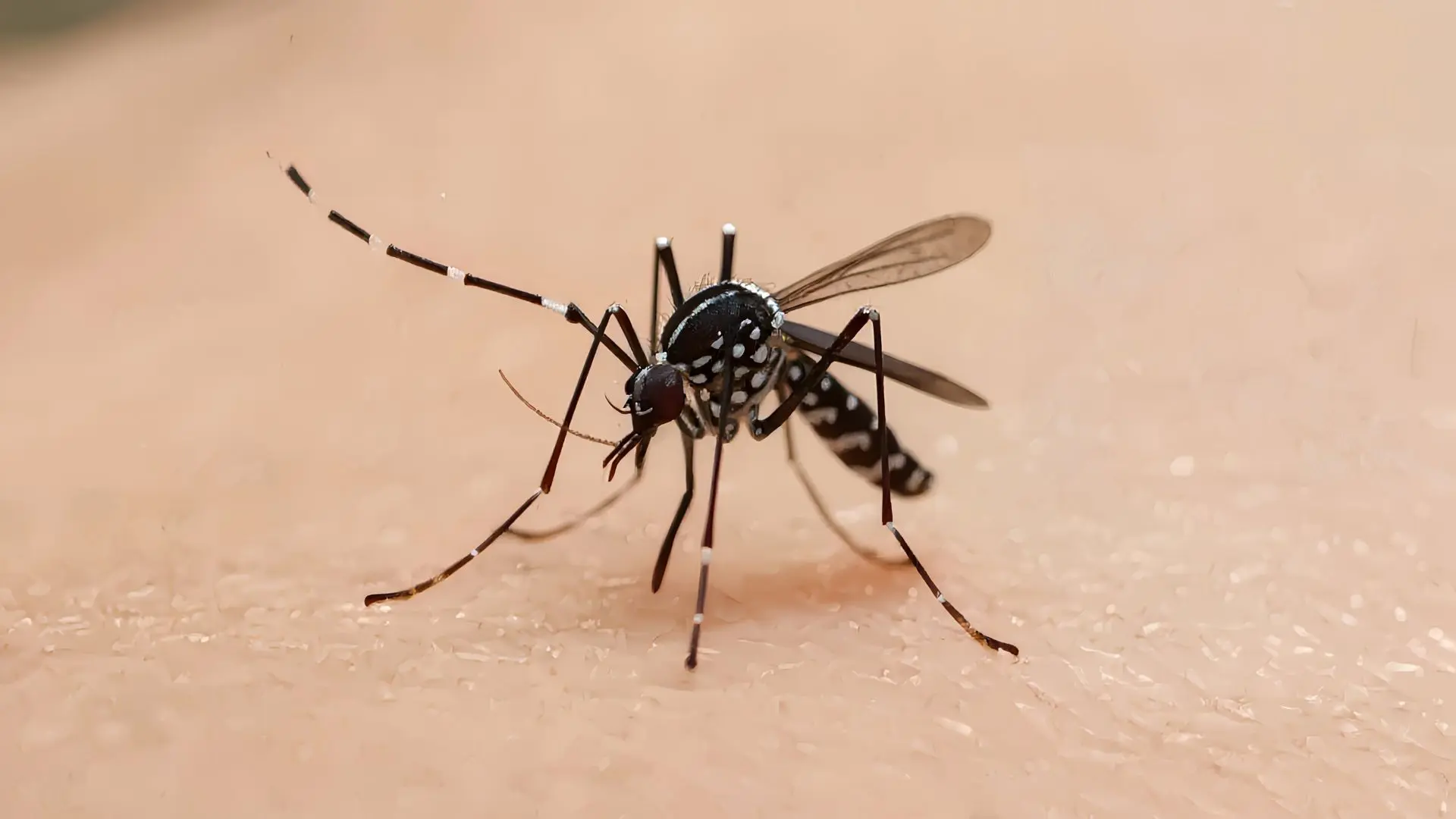 Investigan posible presencia del mosquito transmisor del dengue en el Aeropuerto de Santiago