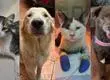 Las redes se mueven por ellos: Crean sitio web para encontrar a mascotas perdidas en los incendios del Biobío y Ñuble