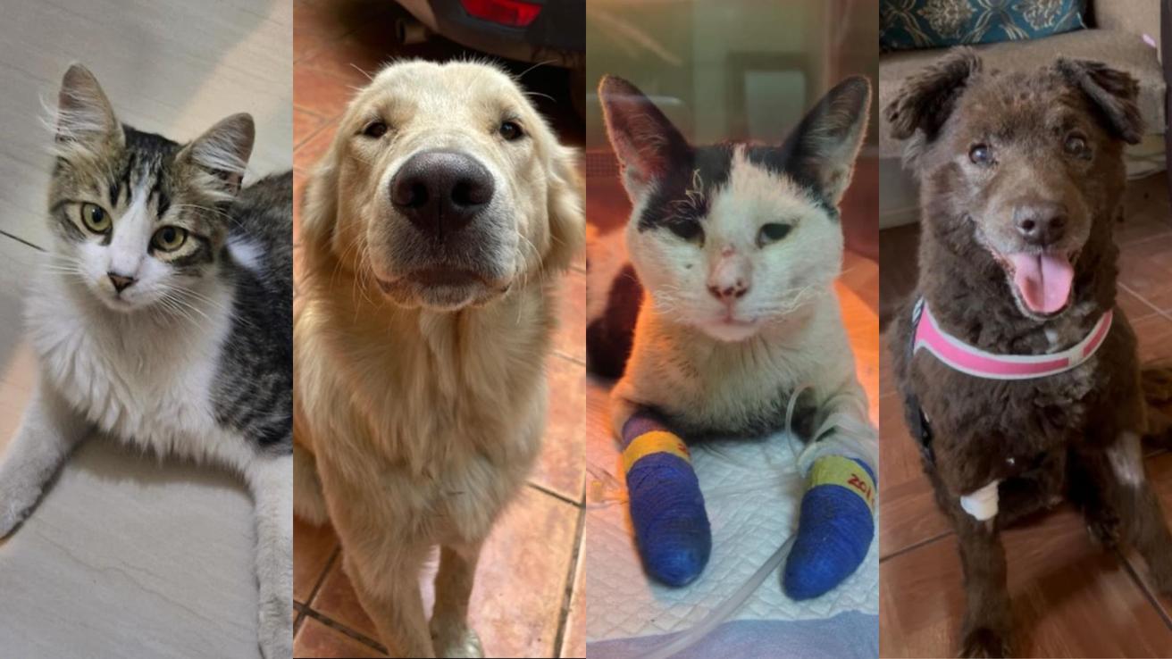 Las redes se mueven por ellos: Crean sitio web para encontrar a mascotas perdidas en los incendios del Biobío y Ñuble
