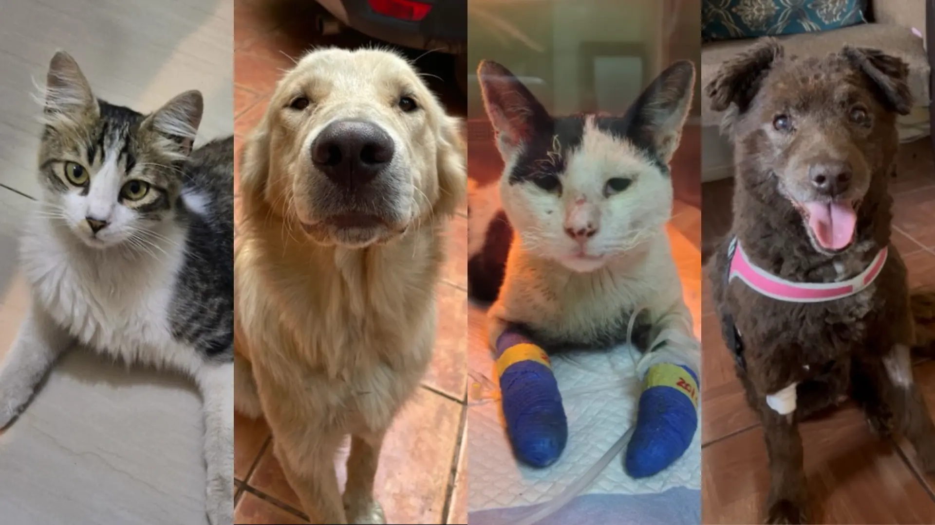 Las redes se mueven por ellos: Crean sitio web para encontrar a mascotas perdidas en los incendios del Biobío y Ñuble