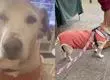 Perrita se viralizó luego de que fuese devuelta por sus adoptantes: “Me encontraron gorda”
