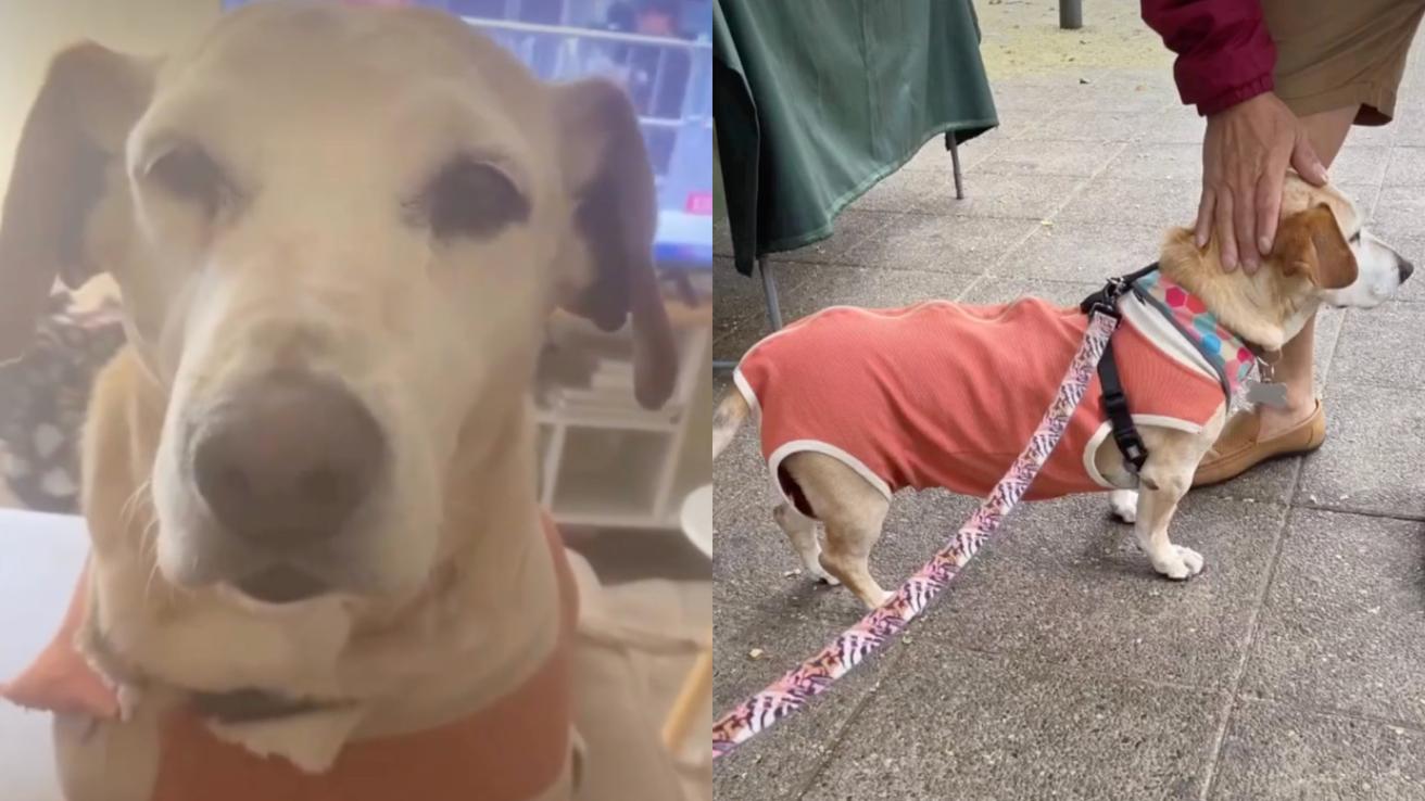 Perrita se viralizó luego de que fuese devuelta por sus adoptantes: “Me encontraron gorda”