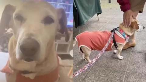 Perrita se viralizó luego de que fuese devuelta por sus adoptantes: “Me encontraron gorda”