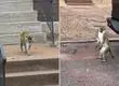 Monos libres en la ciudad: Reportan fuga de primates en pleno centro de St. Louis