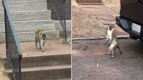 Monos libres en la ciudad: Reportan fuga de primates en pleno centro de St. Louis
