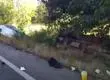 Accidente de tránsito en ruta que une Villarrica y Pucón termina con un niño fallecido y diez lesionados