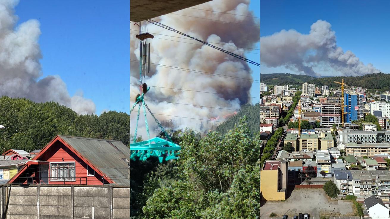 Reportan grave incendio forestal en Concepción: Columna de humo es visible desde múltiples comunas