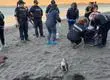 Rescatan a pingüino que visitó Caleta Lenga en plena Fiesta de la Macha: Visitantes lo tomaron a pesar de advertencias