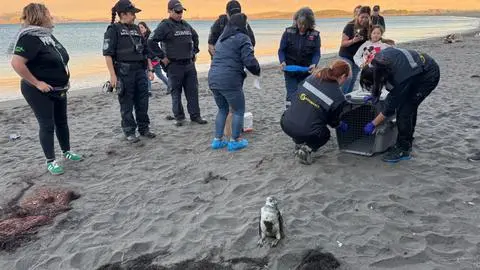 Rescatan a pingüino que visitó Caleta Lenga en plena Fiesta de la Macha: Visitantes lo tomaron a pesar de advertencias
