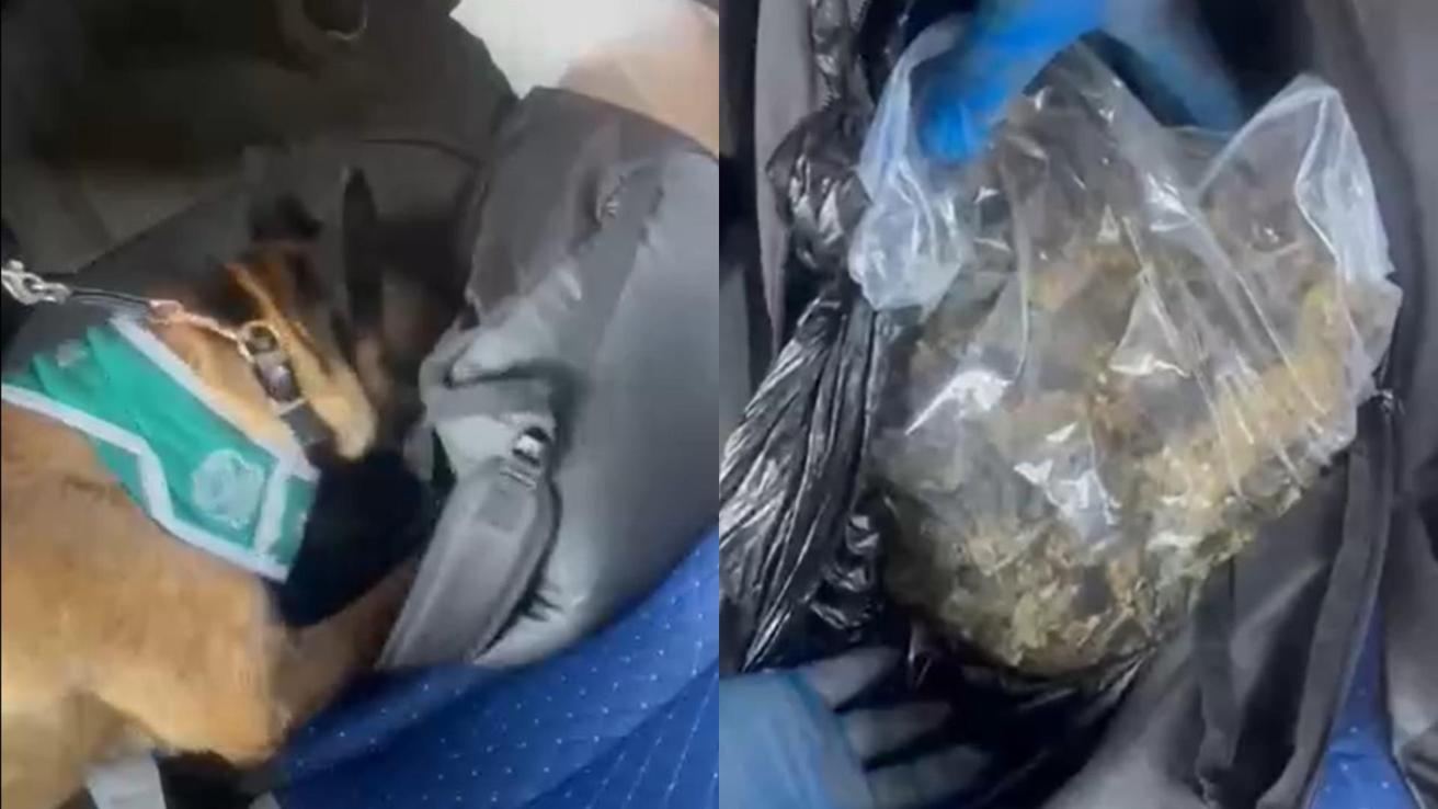 Perro policial detecta mochila llena de marihuana en bus interprovincial