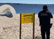 Prohibido el baño en dos playas en Coquimbo y Los Lagos por presencia de fragata portuguesa