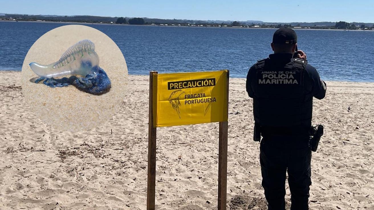 Prohibido el baño en dos playas en Coquimbo y Los Lagos por presencia de fragata portuguesa