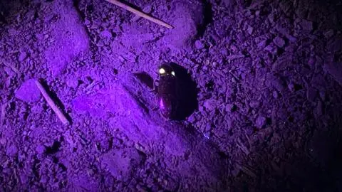 Luciérnagas en el Cerro Caracol: Un panorama de tiempo limitado en el pulmón verde de Concepción
