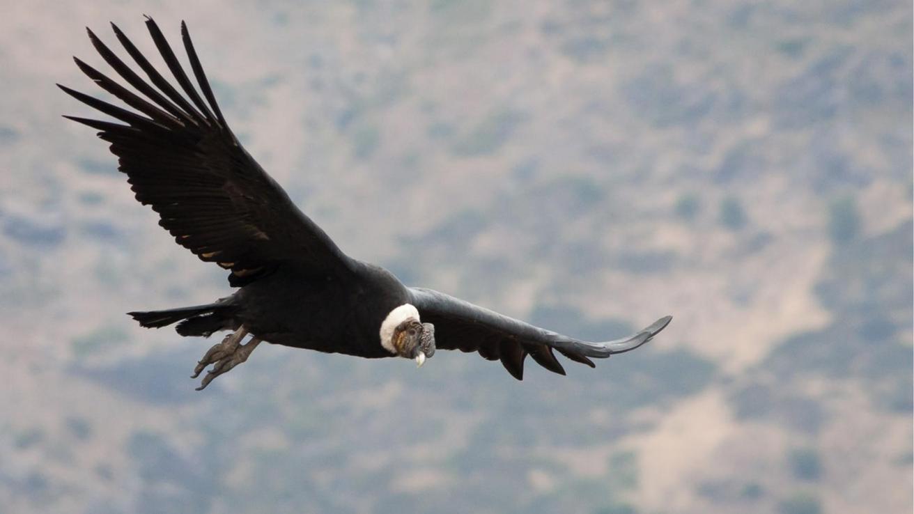 Sé parte de la convocatoria para definir el estado de conservación de especies silvestres presentes en Chile