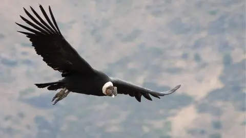 Sé parte de la convocatoria para definir el estado de conservación de especies silvestres presentes en Chile