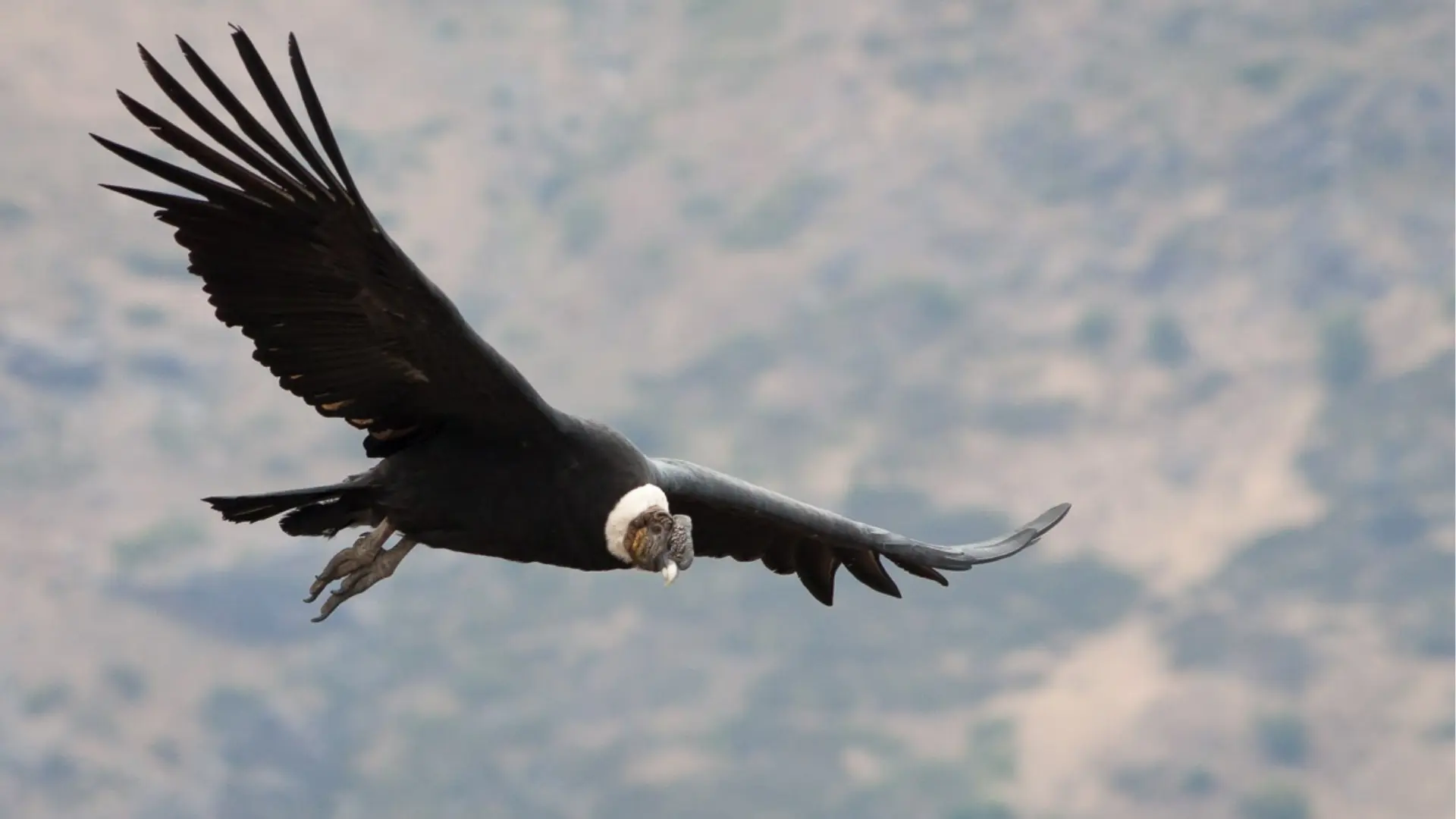 Sé parte de la convocatoria para definir el estado de conservación de especies silvestres presentes en Chile