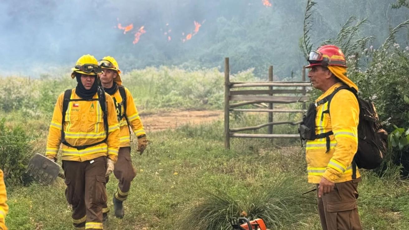 Más de 2.000 hectáreas arrasadas por incendios forestales en la Región del Ñuble