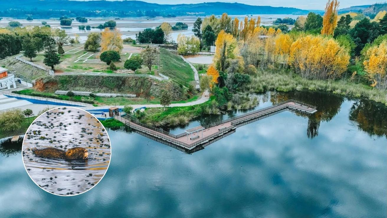 Autoridades y comunidad buscan impulsar la protección de la Laguna Rayenantú en el Biobío como humedal urbano