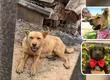 Perrita sobrevivió amarrada al megaincendio de Lirquén con tres cachorros: hoy busca una familia que la quiera