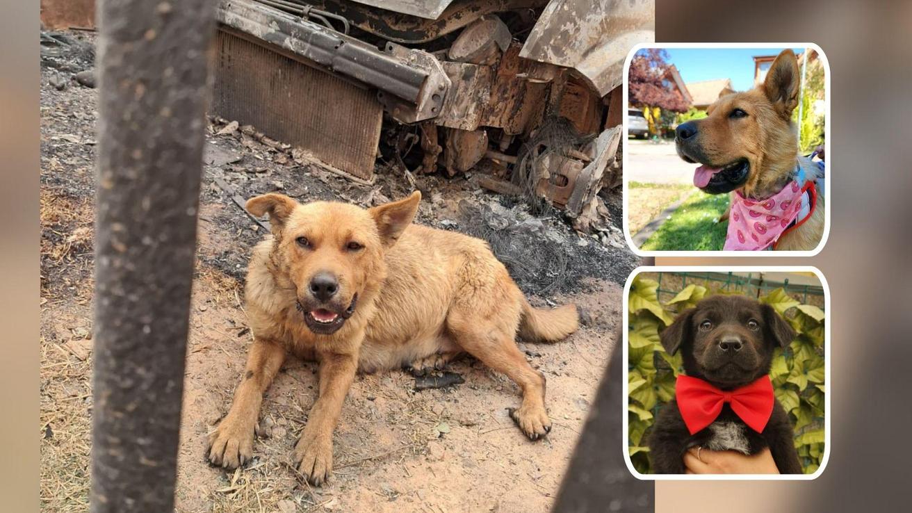 Perrita sobrevivió amarrada al megaincendio de Lirquén con tres cachorros: hoy busca una familia que la quiera