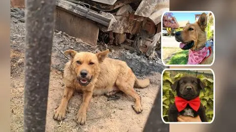 Perrita sobrevivió amarrada al megaincendio de Lirquén con tres cachorros: hoy busca una familia que la quiera