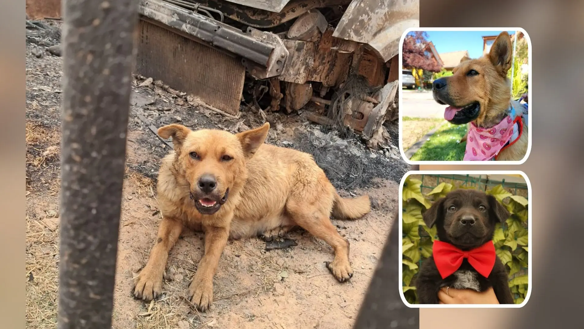 Perrita sobrevivió amarrada al megaincendio de Lirquén con tres cachorros: hoy busca una familia que la quiera