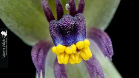 Descubren una nueva especie de planta en la Región del Biobío