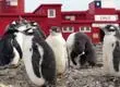 Científicos chilenos en la Antártida en alerta por propagación de gripe aviar: Detectaron aves, lobos marinos y pingüinos contagiados
