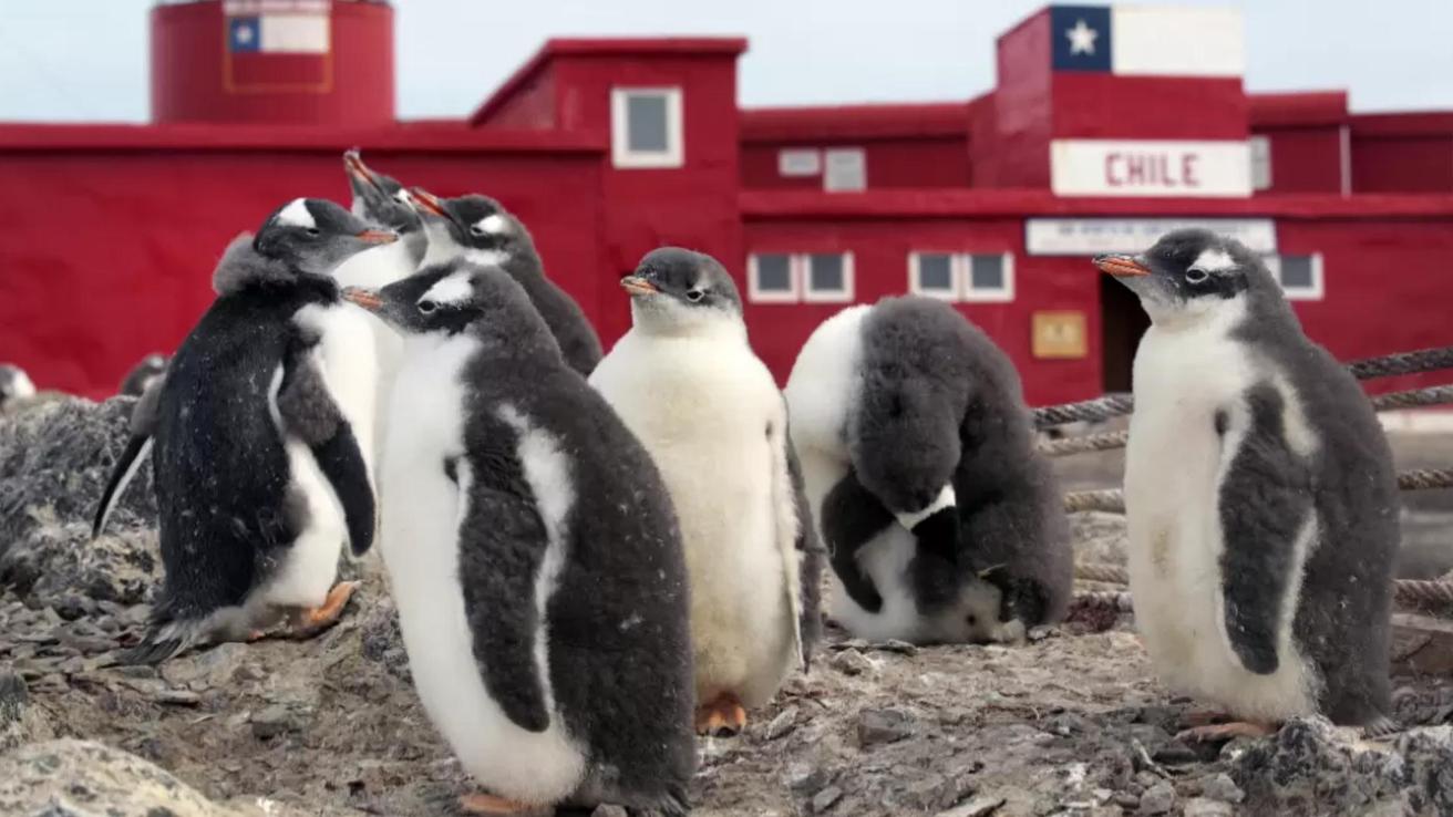 Científicos chilenos en la Antártida en alerta por propagación de gripe aviar: Detectaron aves, lobos marinos y pingüinos contagiados