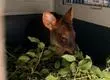“Sí se pudú”: Fue rescatado ejemplar que habría caído en un patio de Chiguayante