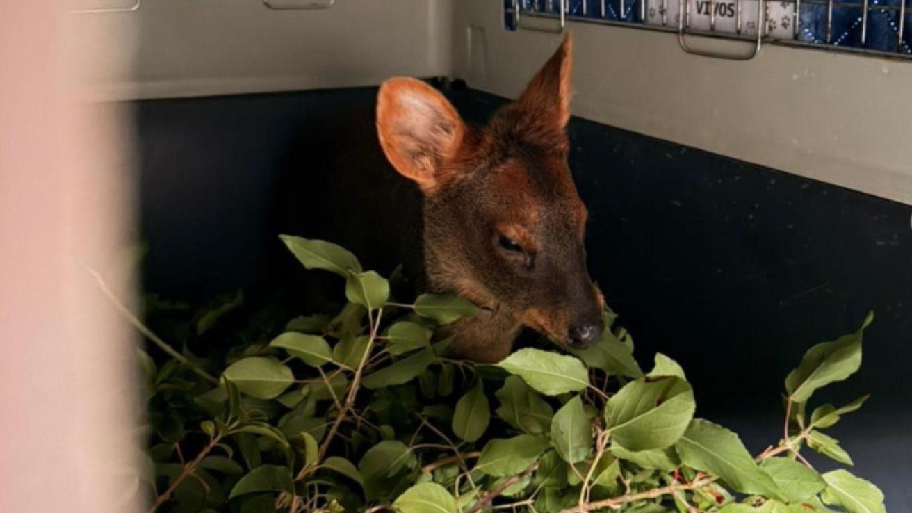 “Sí se pudú”: Fue rescatado ejemplar que habría caído en un patio de Chiguayante