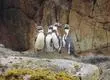 El pingüino de Humboldt ya es Monumento Natural y está en el Biobío: Cómo avistarlo de forma respetuosa
