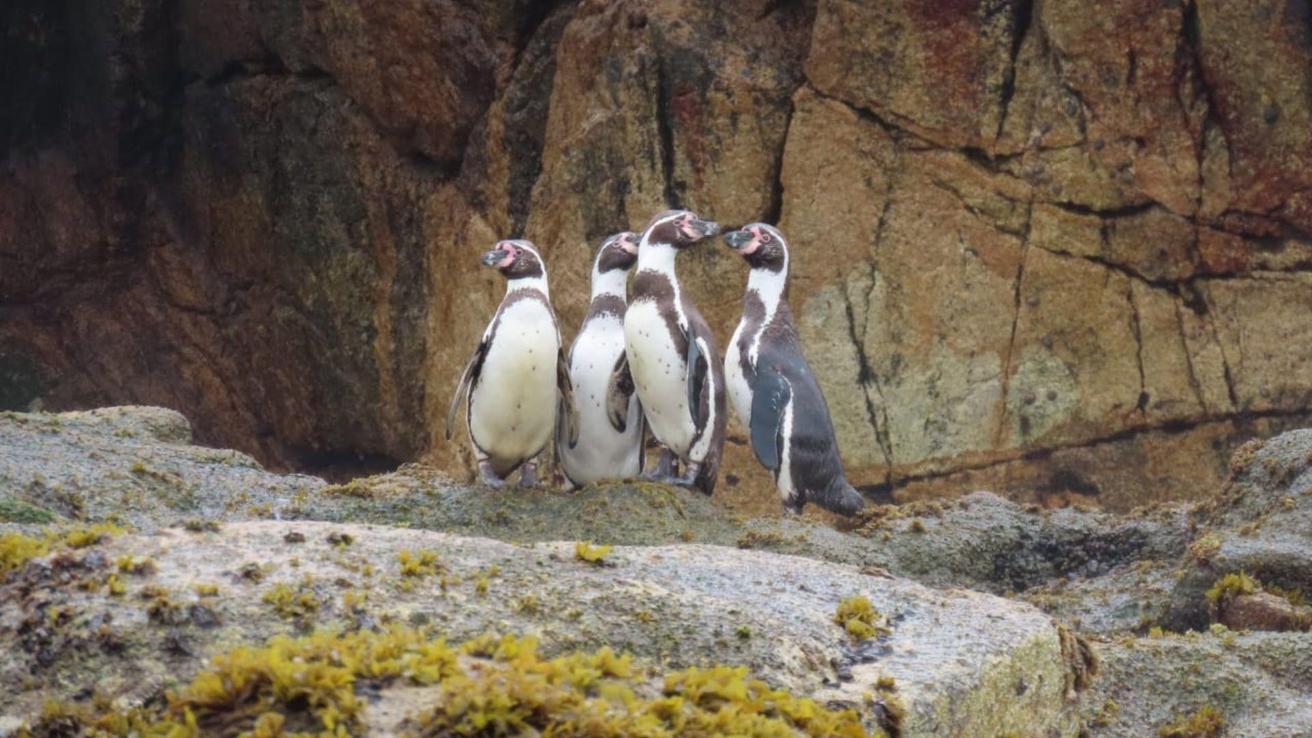El pingüino de Humboldt ya es Monumento Natural y está en el Biobío: Cómo avistarlo de forma respetuosa