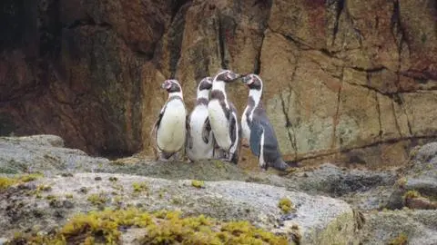 El pingüino de Humboldt ya es Monumento Natural y está en el Biobío: Cómo avistarlo de forma respetuosa