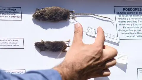 Niño de 12 años falleció tras contagiarse de hantavirus en Alto Biobío: Es el caso número 15 en el país
