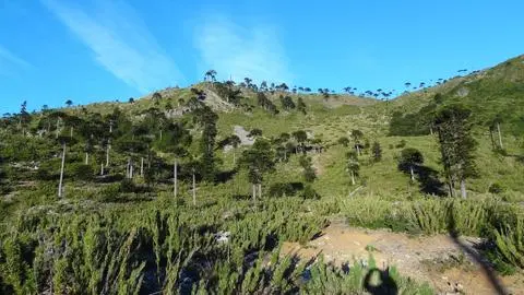Una reserva nacional del Biobío volverá a recibir turismo tras 20 años cerrada