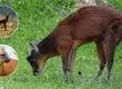 Como el pudú, pero en Perú: descubren nuevo y pequeño venado en Sudamérica