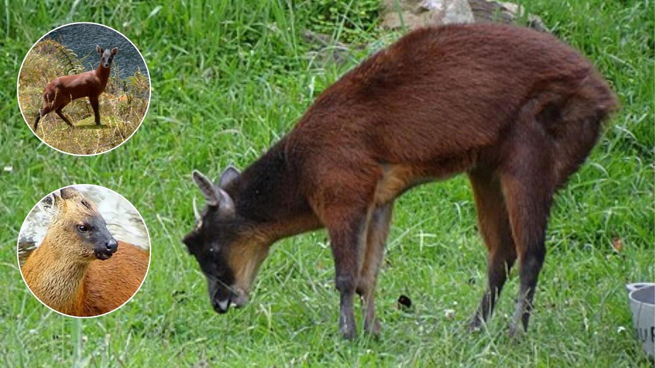 Como el pudú, pero en Perú: descubren nuevo y pequeño venado en Sudamérica