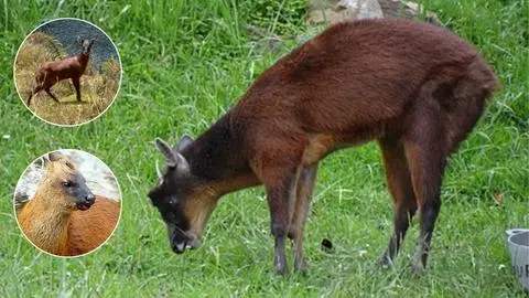 Como el pudú, pero en Perú: descubren nuevo y pequeño venado en Sudamérica
