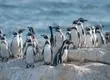 El pingüino de Humboldt es declarado Monumento Natural en Chile