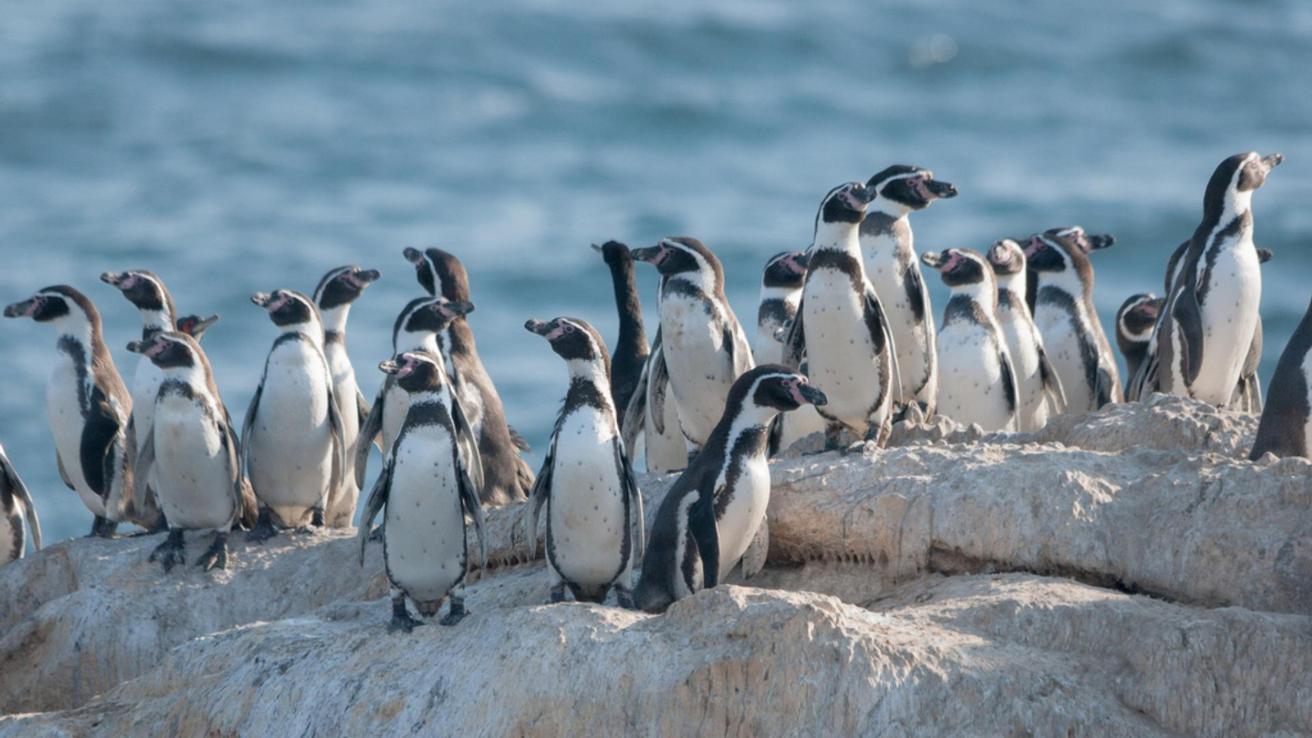 El pingüino de Humboldt es declarado Monumento Natural en Chile